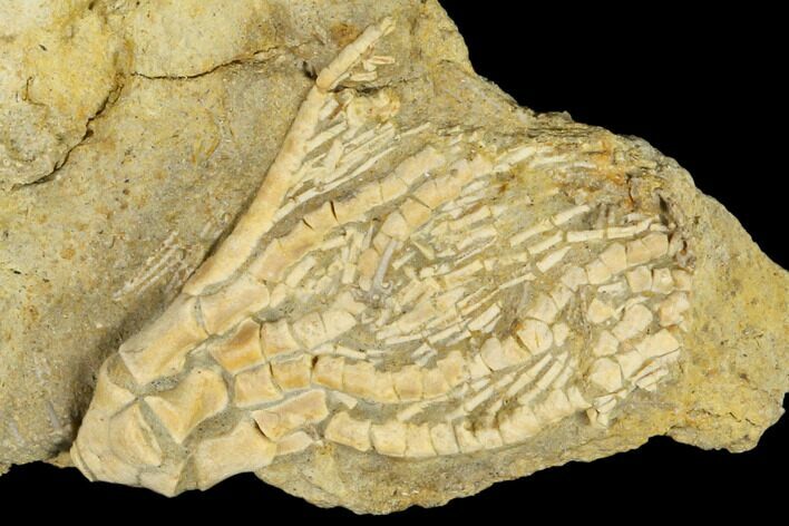 Fossil Crinoid (Ampelocrinus) - Alabama #114398